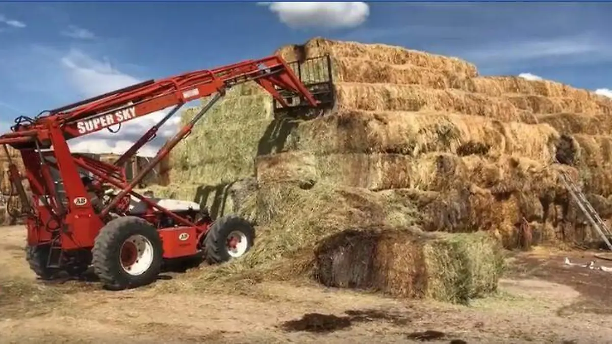 Pacas de alfalfa